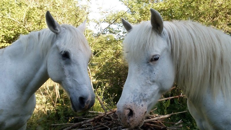 Les Poneys de Magali - photo 1