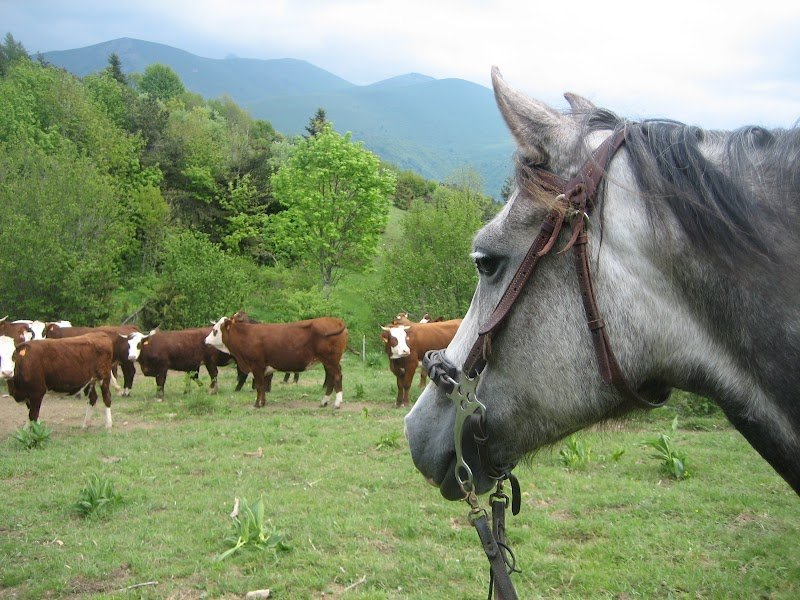 Les Poneys de Magali - photo 3