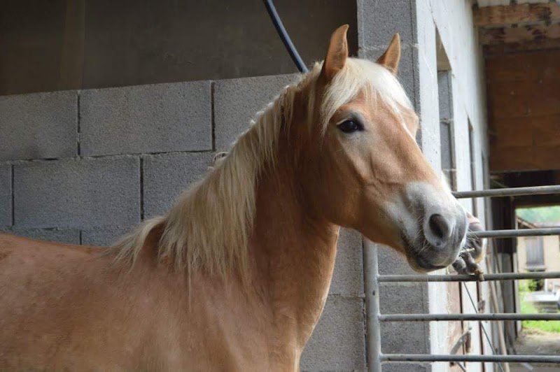 Haras du Dauphiné - photo 1