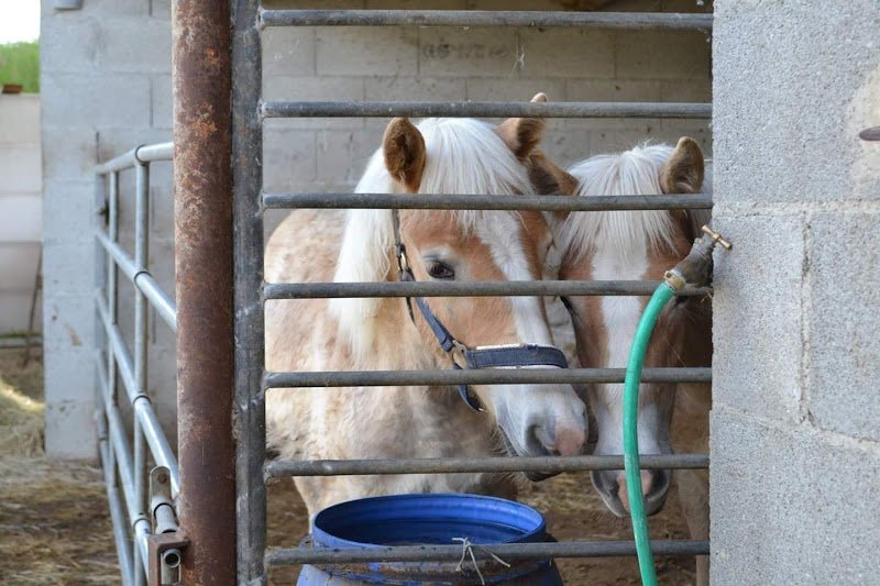 Haras du Dauphiné - photo 2