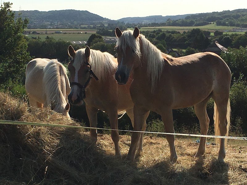 Haras du Dauphiné - photo 3