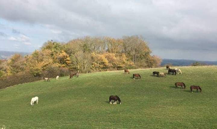 Sermet Quarter Horses - photo 1