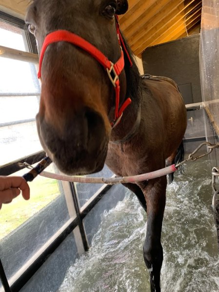 Loliban's Écuries - photo 2