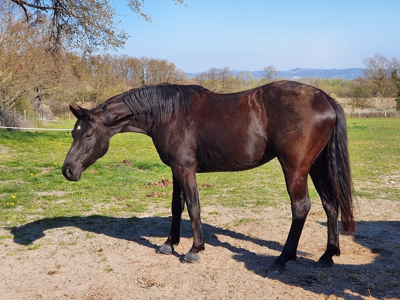 Loliban's Écuries - photo 3