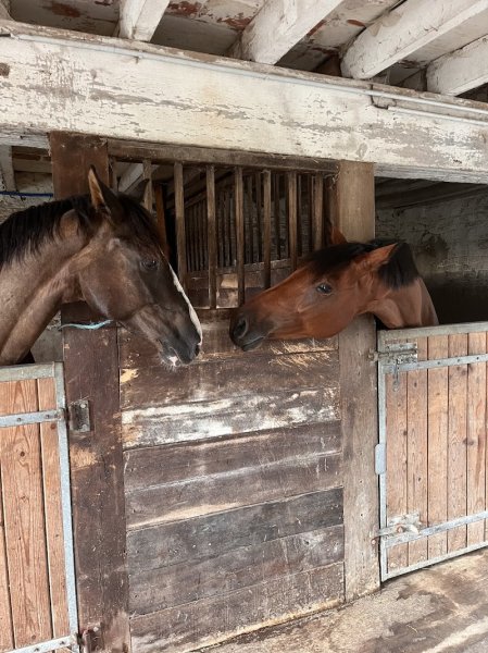 Écurie du Domaine de la Rivière - photo 1