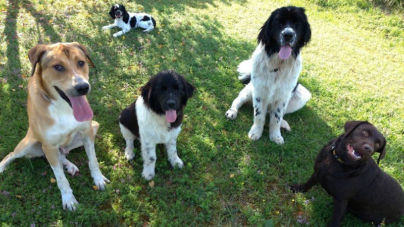 pension" Liberté des 4 pattes" - photo 1