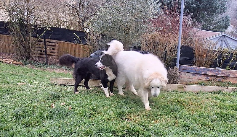 pension" Liberté des 4 pattes" - photo 2