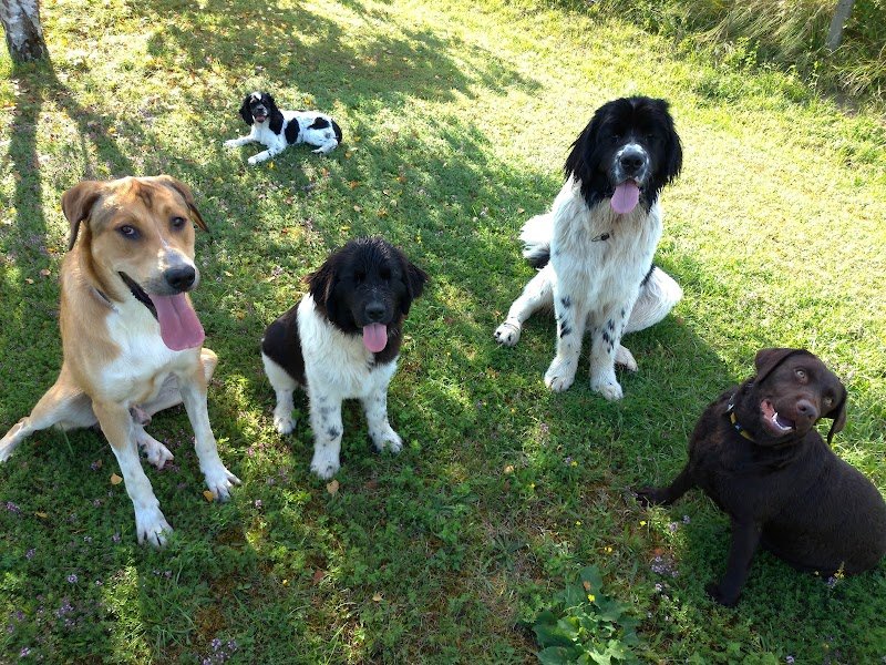 pension" Liberté des 4 pattes" - photo 3