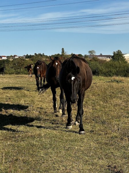 Ecurie des Pierres Bleues - pension chevaux retraite