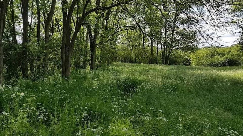 Ecurie des Pierres Bleues - pension chevaux retraite - photo 3