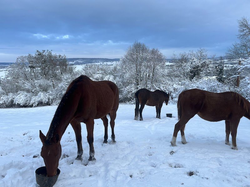 Belmont stables - photo 1