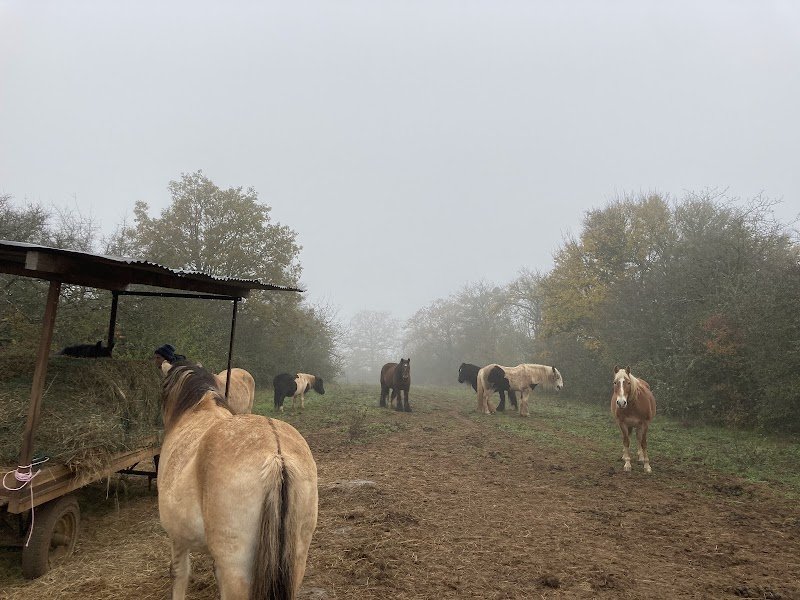 Belmont stables - photo 2