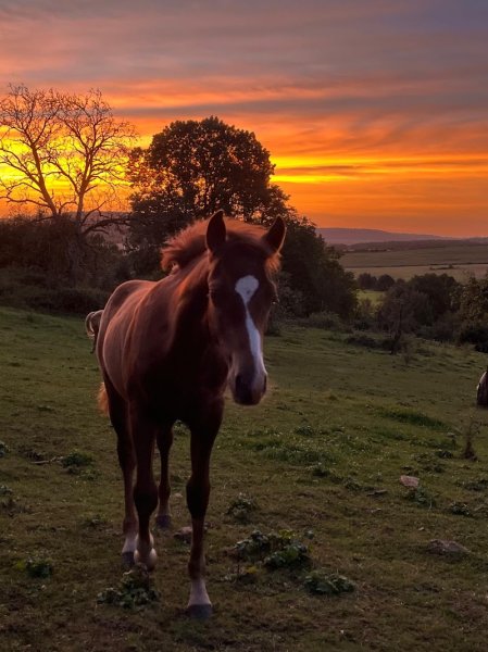 Belmont stables - photo 3