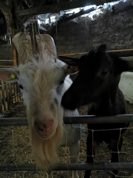 Centre équestre à Saint-Sorlin-de-Morestel - photo 1