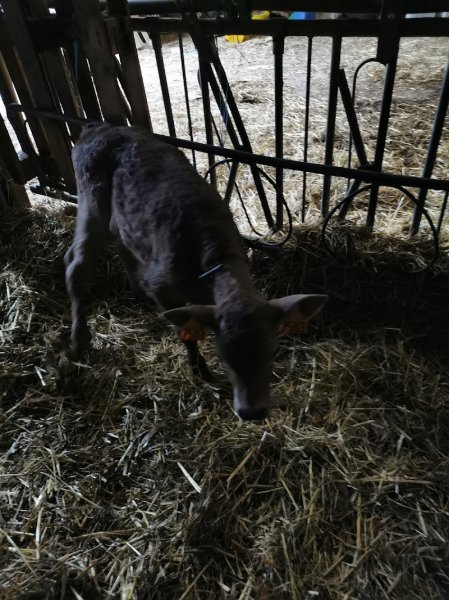 Centre équestre à Saint-Sorlin-de-Morestel - photo 2