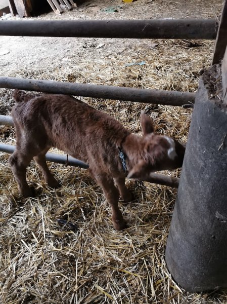 Centre équestre à Saint-Sorlin-de-Morestel - photo 3