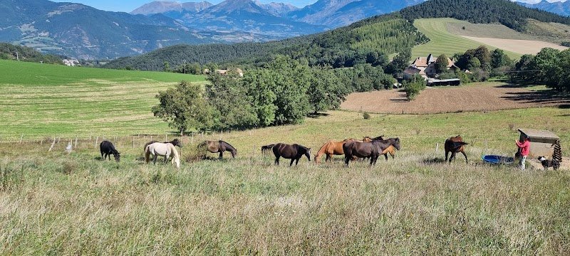 Cheval Originel, Élevage d'Akhal Téké
