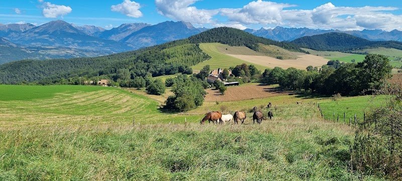 Cheval Originel, Élevage d'Akhal Téké - photo 2