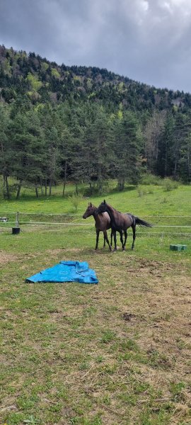Cheval Originel, Élevage d'Akhal Téké - photo 3