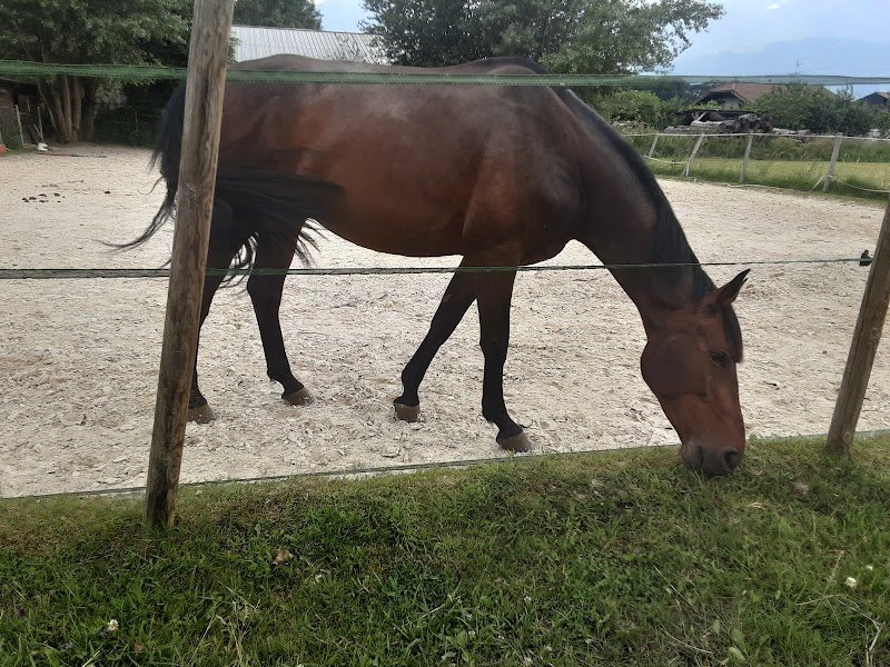 LES ECURIES DES FIZ - photo 3