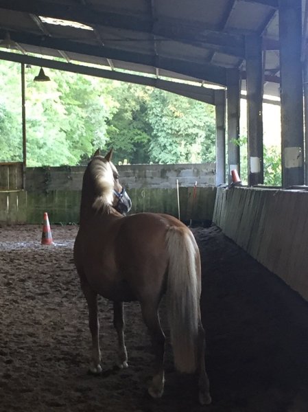 Poney-Club de Saint-Gervais - photo 3