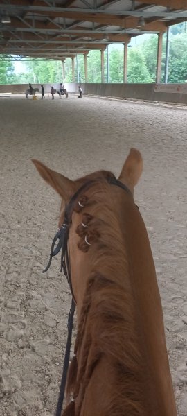 Cheval Notre Passion - photo 3