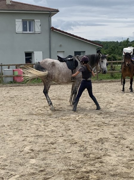 Les Poneys de Penol - photo 3