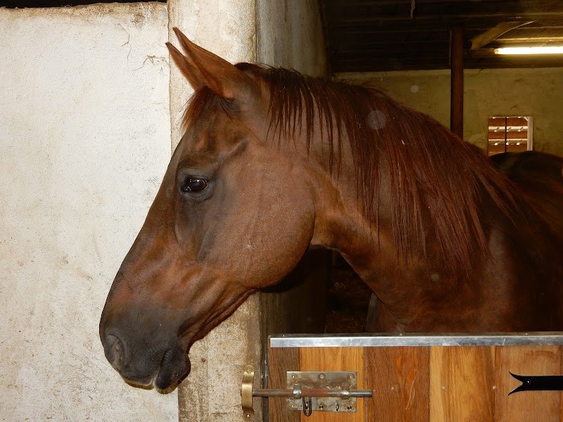 ECURIES DU FORT - photo 2