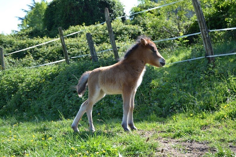 ECURIES DU FORT - photo 3