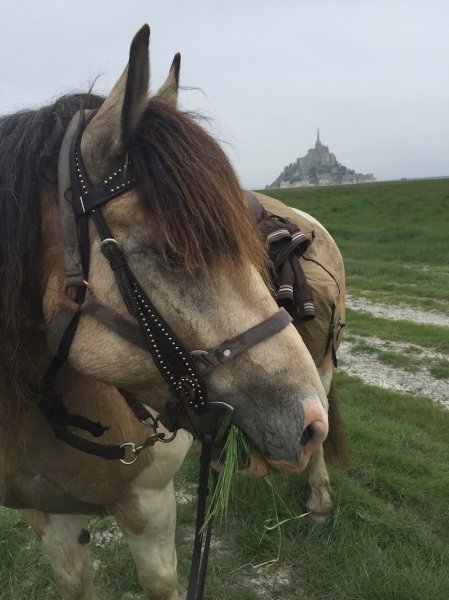 Gite de groupe, mont St Michel. Les Crinières de la Baie. Bretagne. Pension équestre - photo 2
