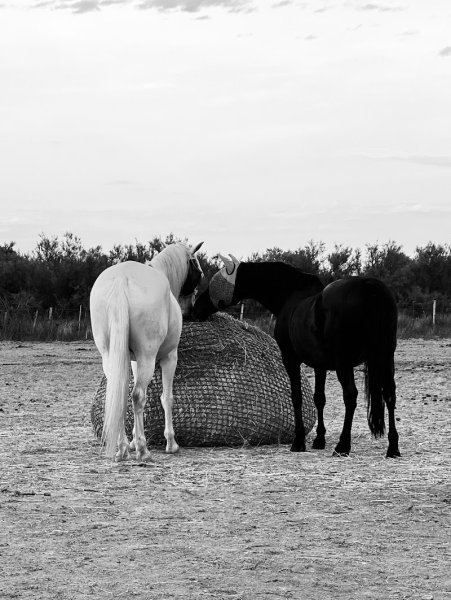 Les écuries d’oz - photo 1