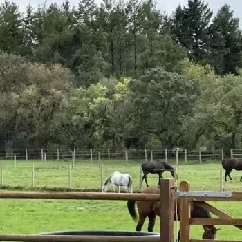L'ECURIE DU BOIS DES LOUPS - photo 1