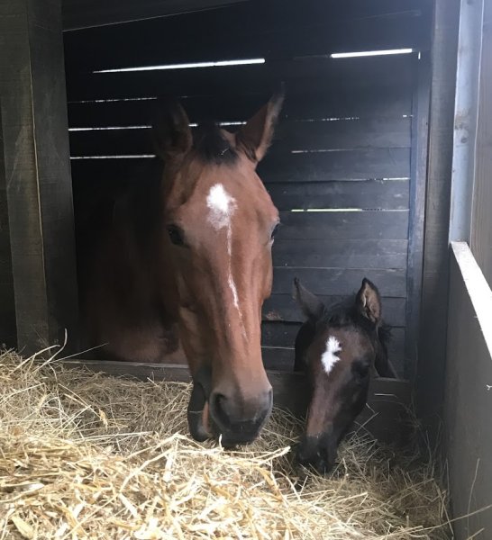 L'ECURIE DU BOIS DES LOUPS - photo 3