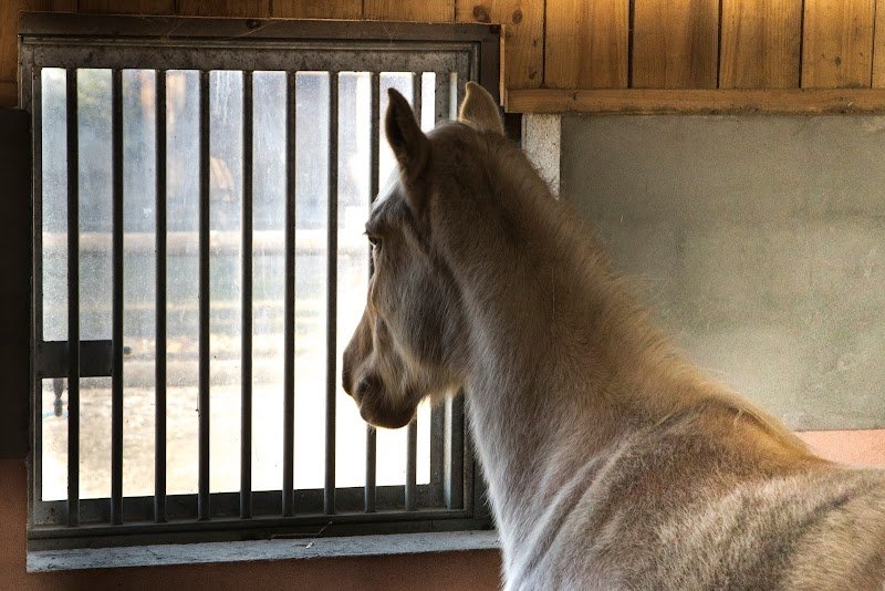Le domaine de Robby Écurie chevaux et poneys - photo 1