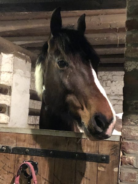 Les écuries du bonheur - photo 3