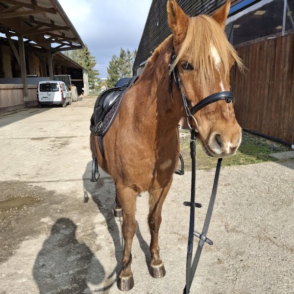 Ecurie du Val Saint Martin - photo 1