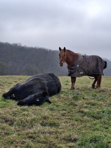 Ecurie du Val Saint Martin - photo 3