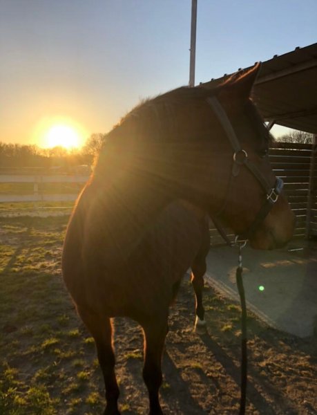 Ecurie les sabots d'or - photo 2