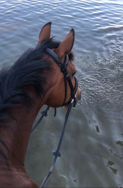 Ecurie les sabots d'or - photo 3