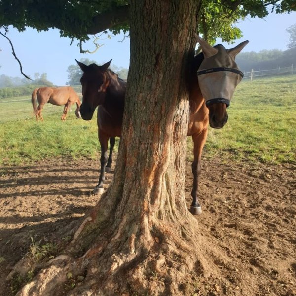 Pension de Chevaux - Ecurie Active - Ferme Des Pinchenottes - photo 2