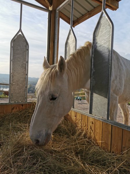 Pension de Chevaux - Ecurie Active - Ferme Des Pinchenottes - photo 3