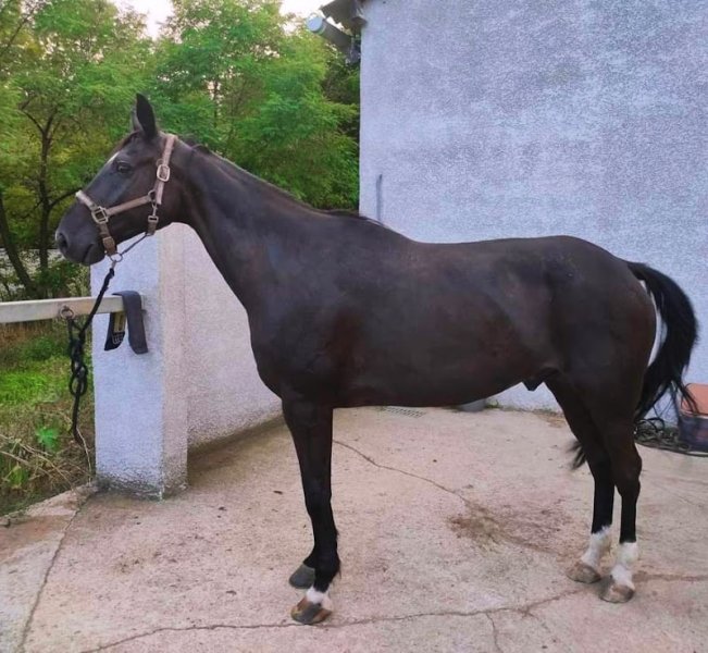 Écurie du Meyx, Moine Amandine