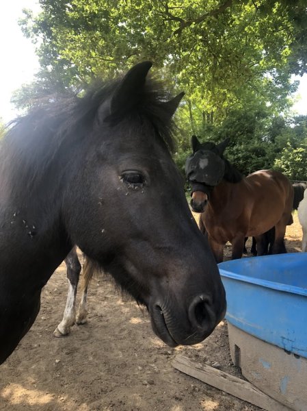 Centre Equestre du Pilat / Ecurie Chardon
