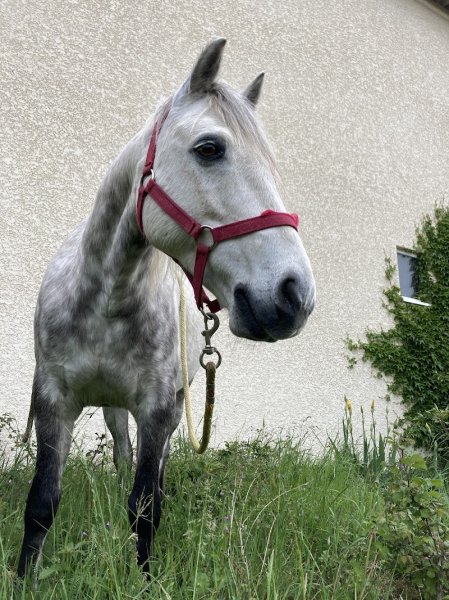 Centre Equestre du Pilat / Ecurie Chardon - photo 2