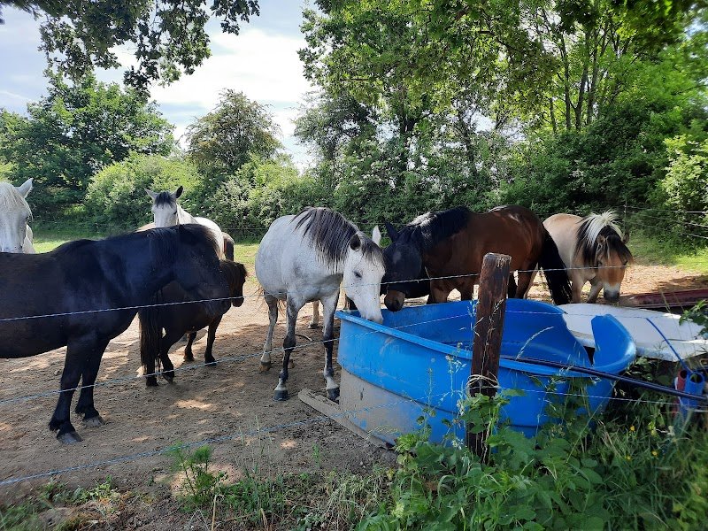 Centre Equestre du Pilat / Ecurie Chardon - photo 3