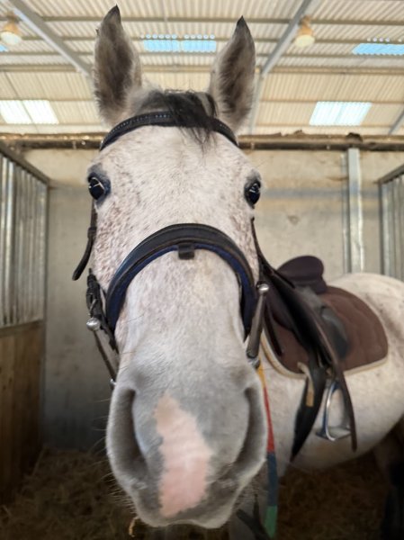 les écuries De Champlong - photo 2