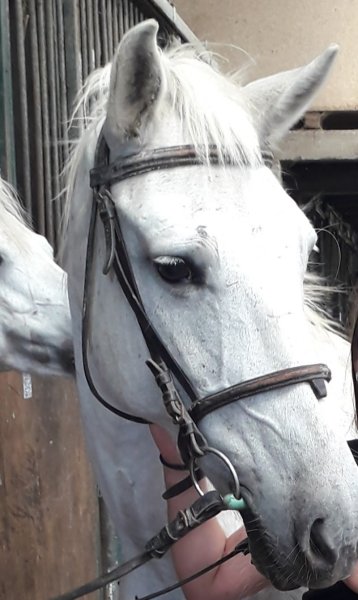 Les écuries du Connemara Dansant