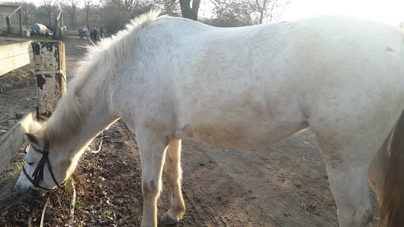 Les écuries du Connemara Dansant - photo 2