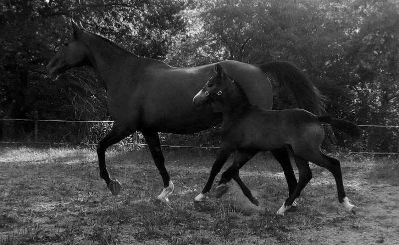 Les Écuries de Nandax - photo 1