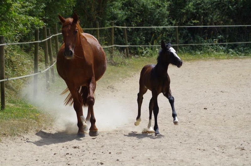 Les Écuries de Nandax - photo 3